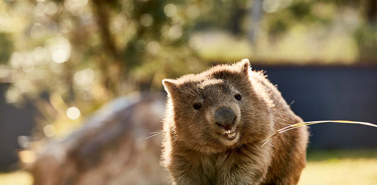 夜の野生動物ツアー：オーストラリア固有の生物との至近距離での触れ合い